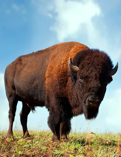 Buffalo and Bison Sounds ڈاؤن لوڈ کریں – قدرتی آوازیں اور رنگ ٹونز - Screenshot 1